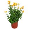Cape Honeysuckle Bush