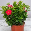 Coral Dipladenia
