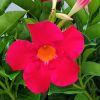Coral Dipladenia