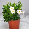 Dipladenia Bush White - Image 2