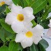 Dipladenia Bush White - Image 4