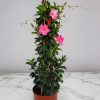 Dipladenia Vine Pretty Pink - Image 7