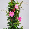 Dipladenia Vine Pretty Pink - Image 6
