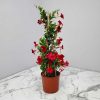 dipladenia red trellis