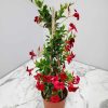dipladenia red trellis