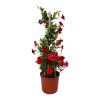 dipladenia red trellis