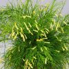 Firecracker Bush Yellow - Image 3