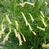 Firecracker Bush Yellow - Image 4