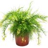 Firecracker Bush Yellow