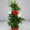 Mandevilla Trellis Red and White Mixed - Image 2