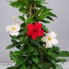 Mandevilla Trellis Red and White Mixed - Image 3