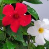 Mandevilla Trellis Red and White Mixed - Image 4