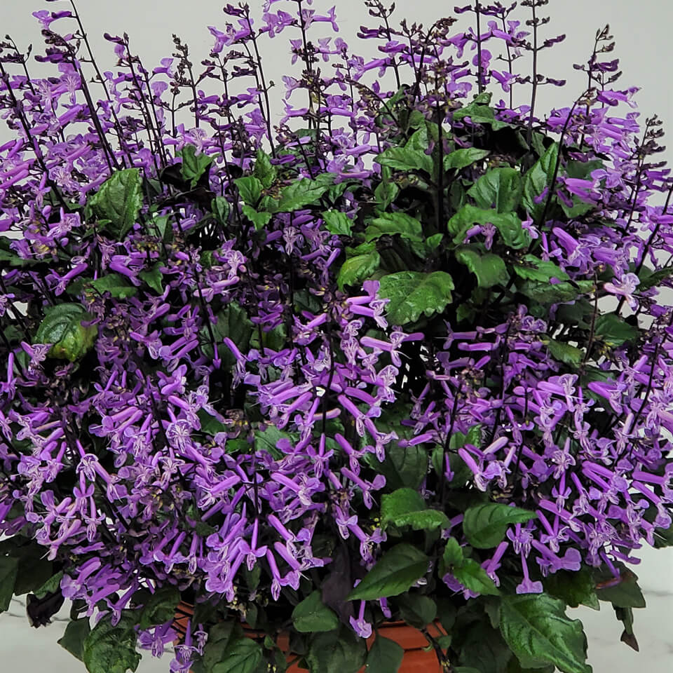 mona lavender plant care