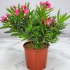 Oleander Bush Calypso Pink - Image 2