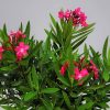 Oleander Bush Calypso Pink - Image 3