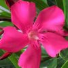 Oleander Bush Calypso Pink - Image 4