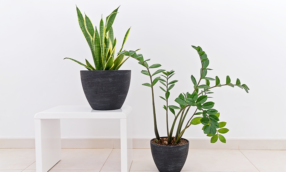 5 tropical low light houseplants sansevieria zz plant