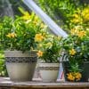 Dipladenia Hanging Basket Yellow - Image 6