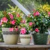 Dipladenia Hanging Basket Pink - Image 4
