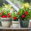 Dipladenia Hanging Basket Red - Image 4