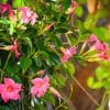 full sun plants for sale