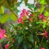 Dipladenia Hanging Basket Pink - Image 2