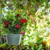 Dipladenia Hanging Basket Red - Image 3
