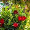 Dipladenia Hanging Basket Red - Image 2