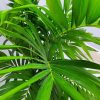 Christmas Palm Tree