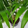 Adonidia Palm Tree