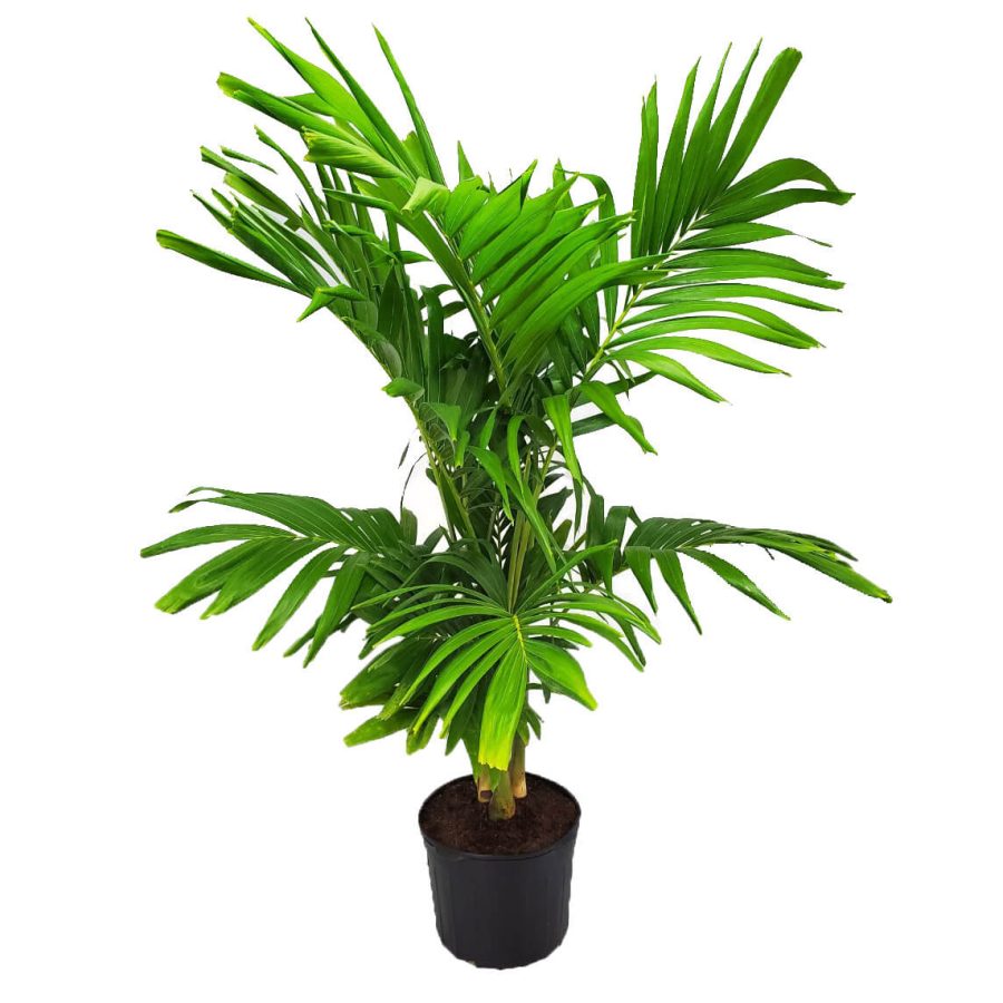 Adonidia Palm Tree