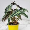 Alocasia Polly - Image 3