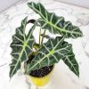 Alocasia Polly - Image 2