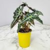 Alocasia Polly - Image 5