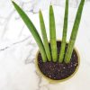 African Spear Plant