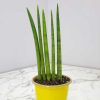 African Spear Plant