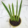 Sansevieria Cylindrica