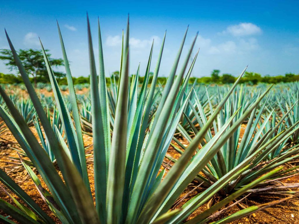 Agave Plant New Mexico Shrubs