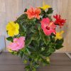 All Colors hibiscus Bush for sale