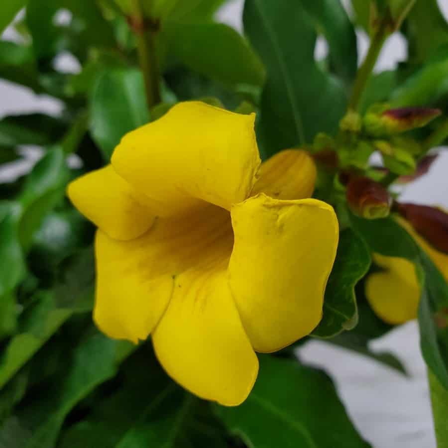 allamanda plant