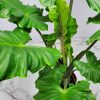 alocasia boa