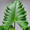 alocasia boa