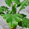 alocasia boa