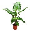 alocasia boa