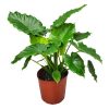 Alocasia California Plant