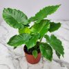 Alocasia California Plant