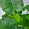 Alocasia California Plant