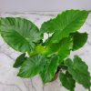 Alocasia California Plant