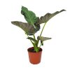 Alocasia Regal Shields