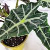 Alocasia Polly - Image 6